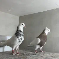 جفتگاه طوقی