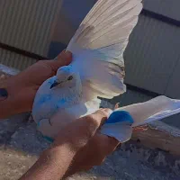 کفتر به شرط