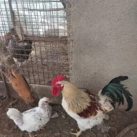 خروس محلی درشت هیکل