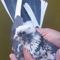 طوقی، کله دمبی، نوک ریز، کبوتر کفتر