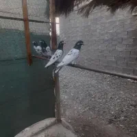 کبوتر|پرنده|میناب, |دیوار