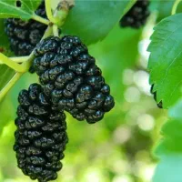 فروش نهال توت چتری|خدمات باغبانی و درختکاری|درح, |دیوار