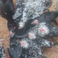 تخم مرغ گلین ریش کاکل چهل تاج فول|حیوانات مزرعه|گرگان, |دیوار