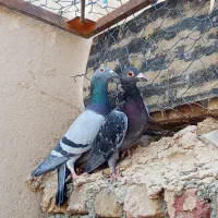 سبز مگس نر فروشی