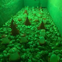 جوجه بوقلمون بیوتی۶ زرین