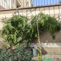 سرایداری و نظافت هوتل آپارتمان