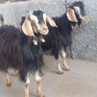 10راس بزغاله جهت نگهداری و قربانی