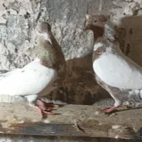 قیمت 12000000|پرنده|بستان آباد, |دیوار