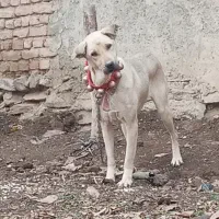 واگذاری پژدر