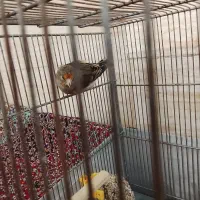 جوجه سهره قناری