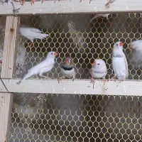 حراج پاییزه فنچ|پرنده|محمدیه-قزوین, |دیوار