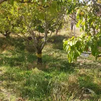باغ ۵۰۰ متر کنار جاده اصلی،شبستر،علیبیگلو|فروش خانه و ویلا|شبستر, |دیوار