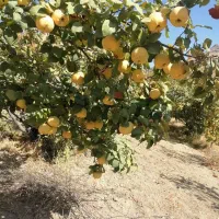 میوه به(بی)|خوردنی و آشامیدنی|موچش, |دیوار