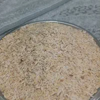 تخمه خربزه