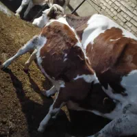 گاو|حیوانات مزرعه|ماکو, |دیوار