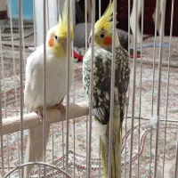 عروس هلندی جفت سالم