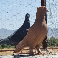 کبوتر