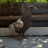 سینه‌ای|پرنده|مسجد سلیمان, |دیوار