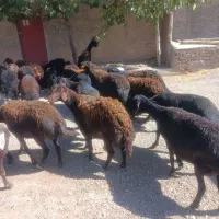 میش|حیوانات مزرعه|زنجان, |دیوار