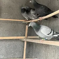 کبوتر پلاکی|پرنده|معصومیه, |دیوار