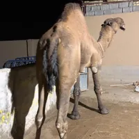لوک