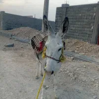 خر (الاغ)