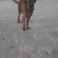 سگ خراسانی نر