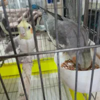 عروس هلندی نر وماده