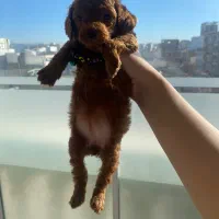 توی پودل دارک رد