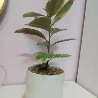 گل با گلدون و پایه