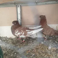 کفتر|پرنده|زارچ, |دیوار