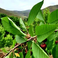 باغبانی و اجرای فضای سبز|خدمات باغبانی و درختکاری|قزوین, |دیوار