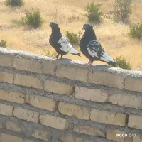 سلام و درود