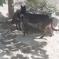 سگ مالینویز|سگ|میناب, |دیوار