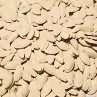 تخمه آفتابگردان عمده بدون واسطه خام و بوداده|خوردنی و آشامیدنی|اصفهان, ورزشگاه نقش جهان|دیوار