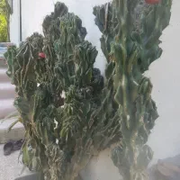 کاکتوس صخره ای