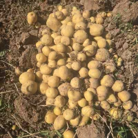 فروش ۲۰تن بذر سیب زمینی رقم کلمبا کلاس۴۰۲