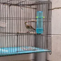 سره قناری|پرنده|تهران, پرستار|دیوار