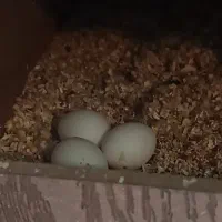 طوطی ملنگو رو تخم|پرنده|بوئین زهرا, |دیوار