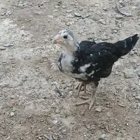 ساعت جوجه ای|ساعت|زابل, |دیوار