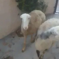 دورس میش افشاراصل قوچ خورده بالای سه ماه قوچ خوردن