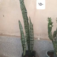 حراج گیاهان اپارتمانی|گل و گیاه طبیعی|مشهد, سرافرازان|دیوار