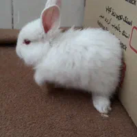 خرگوش تزیینی|موش و خرگوش|قروه, |دیوار