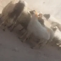 گوسفند داشتی گوشتی|حیوانات مزرعه|یزد, |دیوار