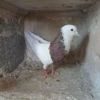کبوتر طوقی