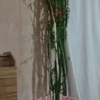 گل کاکتوس