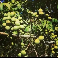گردو|خوردنی و آشامیدنی|آسارا, |دیوار