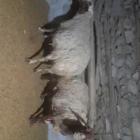 گوسفند داشتی