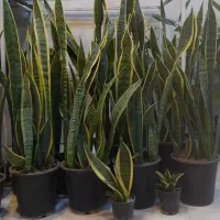 سانسوریا سطل هفت شمشیری ابلق لب طلایی