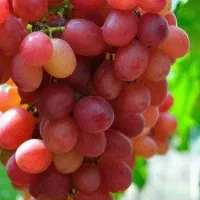 پیشفروش نهال انگور ردگلوب|خدمات باغبانی و درختکاری|پیرانشهر, |دیوار